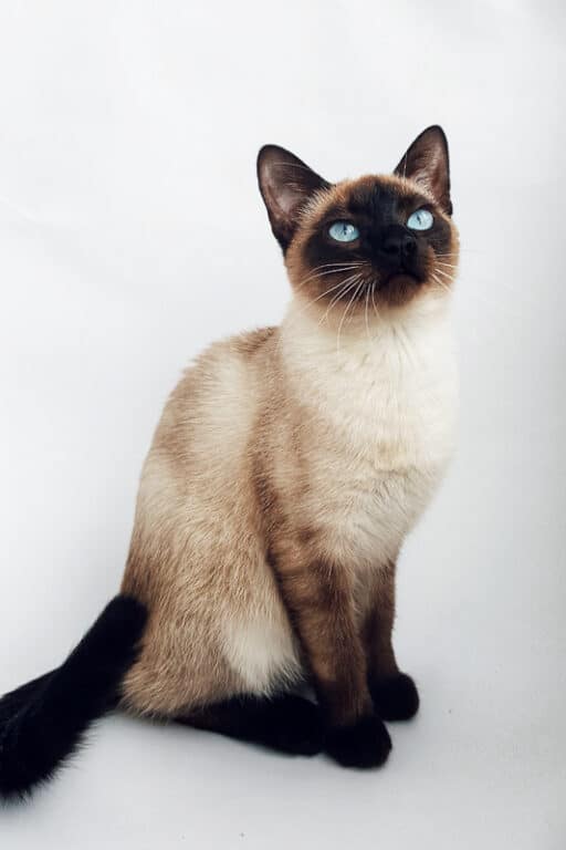 Types Of Siamese Cats Which Is Best For You I The Discerning Cat