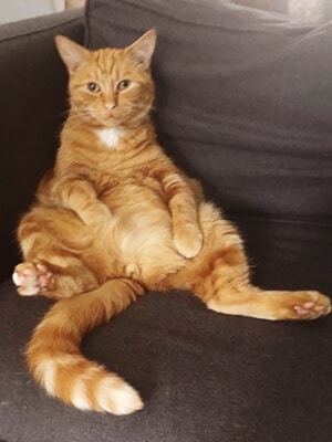 ginger cat sits on dark couch with tail out