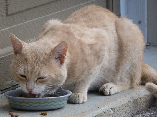 light coloured cat eating food from its bowl
