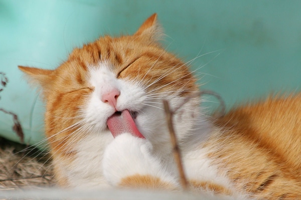 Why Do Cats Lick Each Other? 6 Reasons Kitties Allogroom 15 Ginger cat licking its paw why do cats lick each other