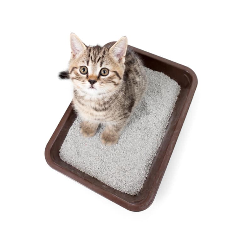 how-often-do-cats-pee-4-things-you-need-to-know-i-discerning-cat