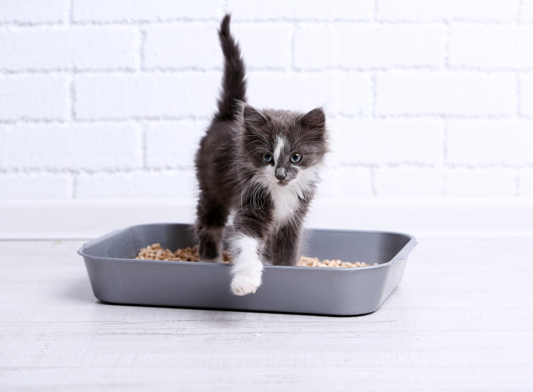 Small gray kitten in plastic best cat litter tray on floor