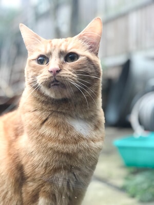 Ginger cat poses against blurred background