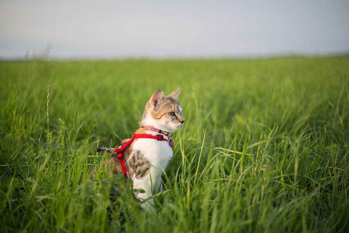 cat in profile in grass with red harness