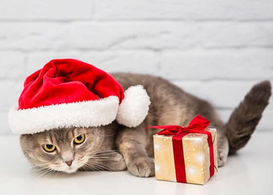 grey cat with santa hat and present