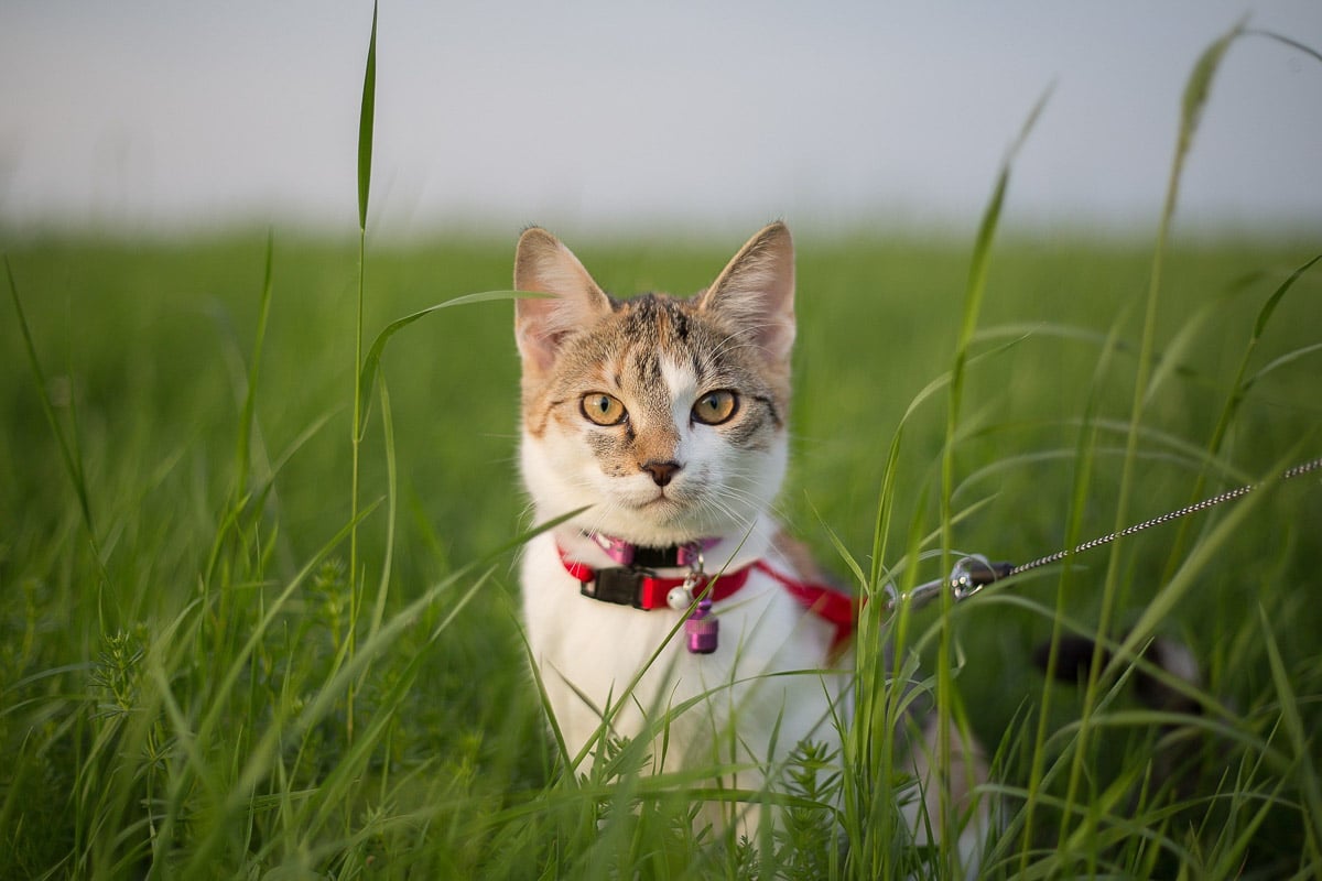 cat with red collar sitting in grass