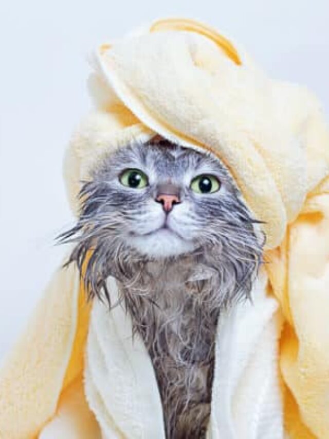 14 Things You Need to Know About Caring for Cats Story The Discerning Cat