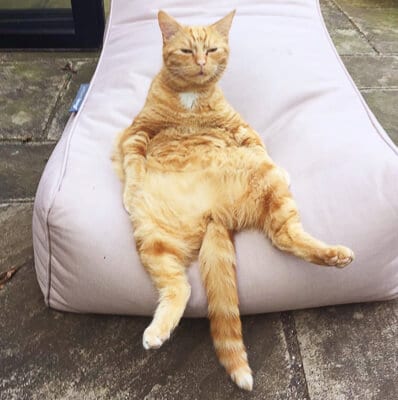 Ginger cat sits on couch with tail between its legs