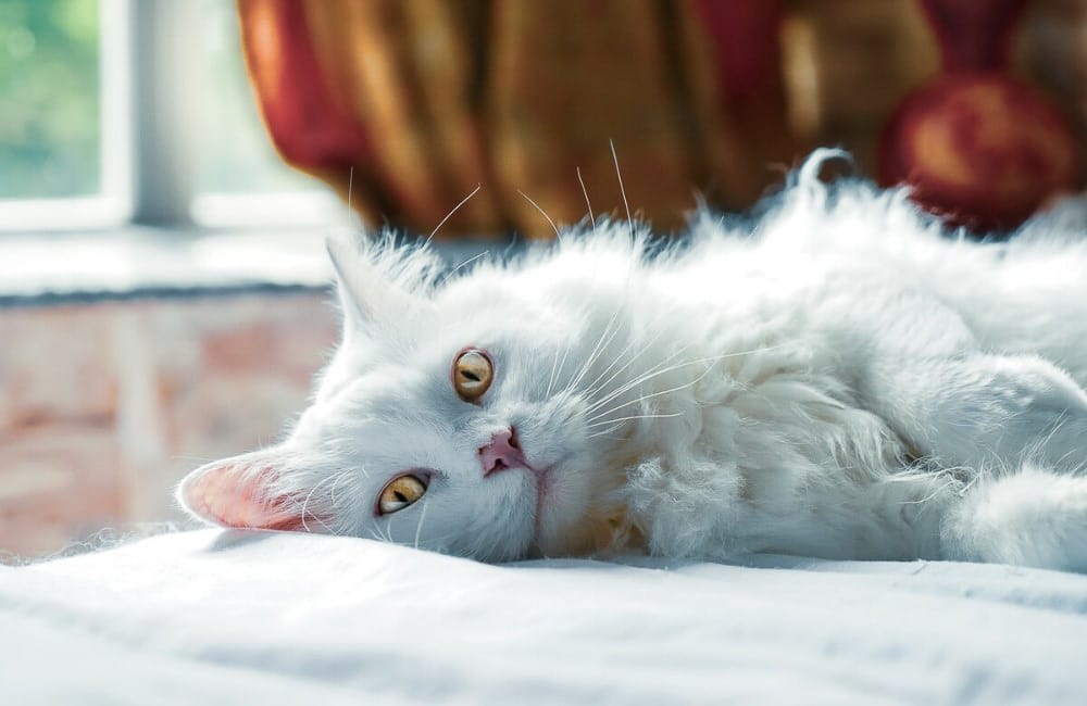 fluffy white cat lying on bed