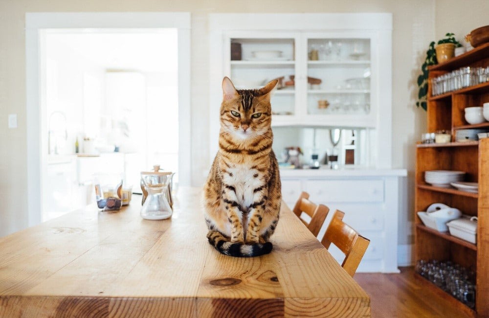 14 Things You Need to Know About Caring for Cats 6 ginger and black cat sits on top of wooden dining table