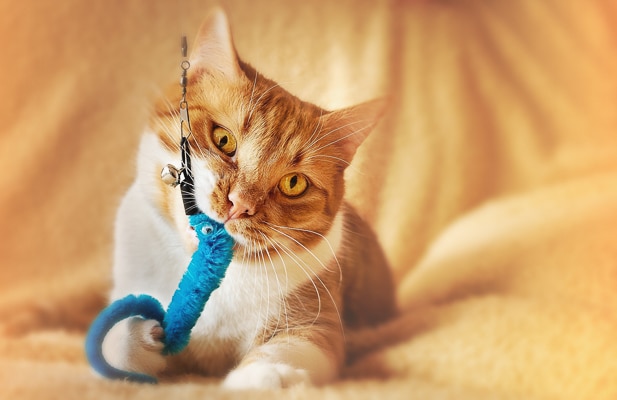ginger cat playing with a toy Image by DarkWorkX on Pixabay 2