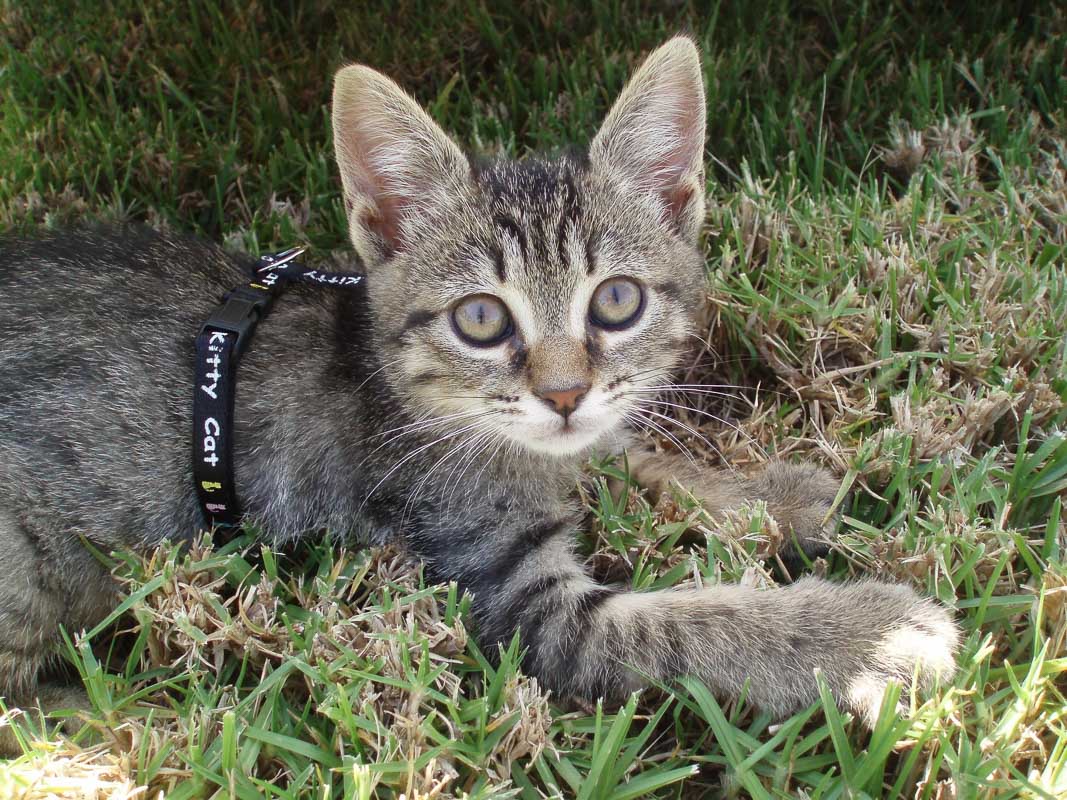 grey tabby cat in harness on grass