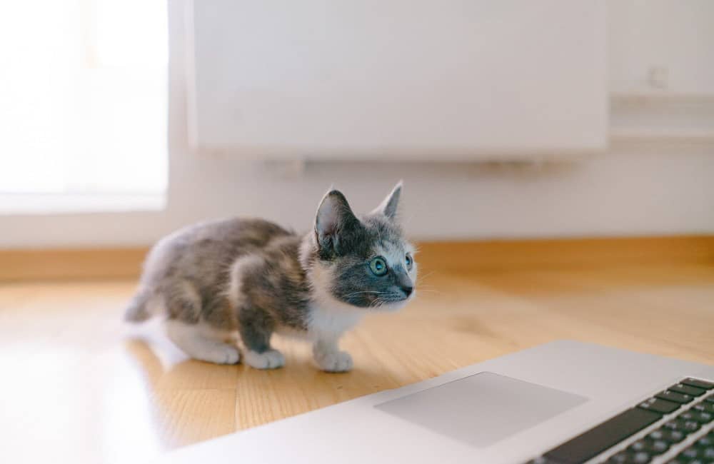 chaton sur un plancher en bois et avec un ordinateur