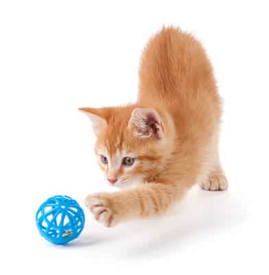 ginger cat playing with a blue toy