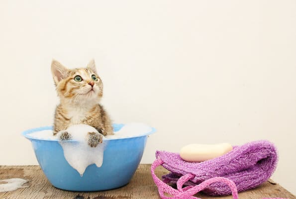 How To Look After A Kitten Your Complete Guide I The Discerning Cat