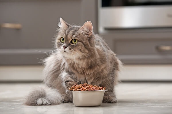 Cute cat near bowl with food at home