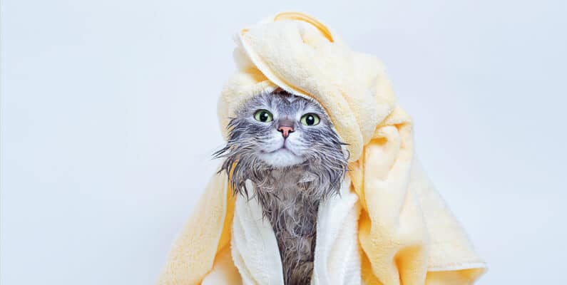 Grey wet cat having a yellow towel turban wrapped on its head.