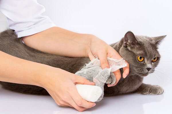 14 Things You Need to Know About Caring for Cats 11 grey cat about to have its paw bandaged