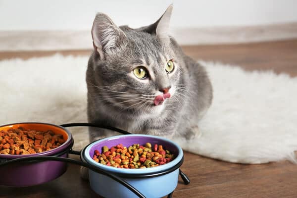 grey cat licks lips with bowls of food
