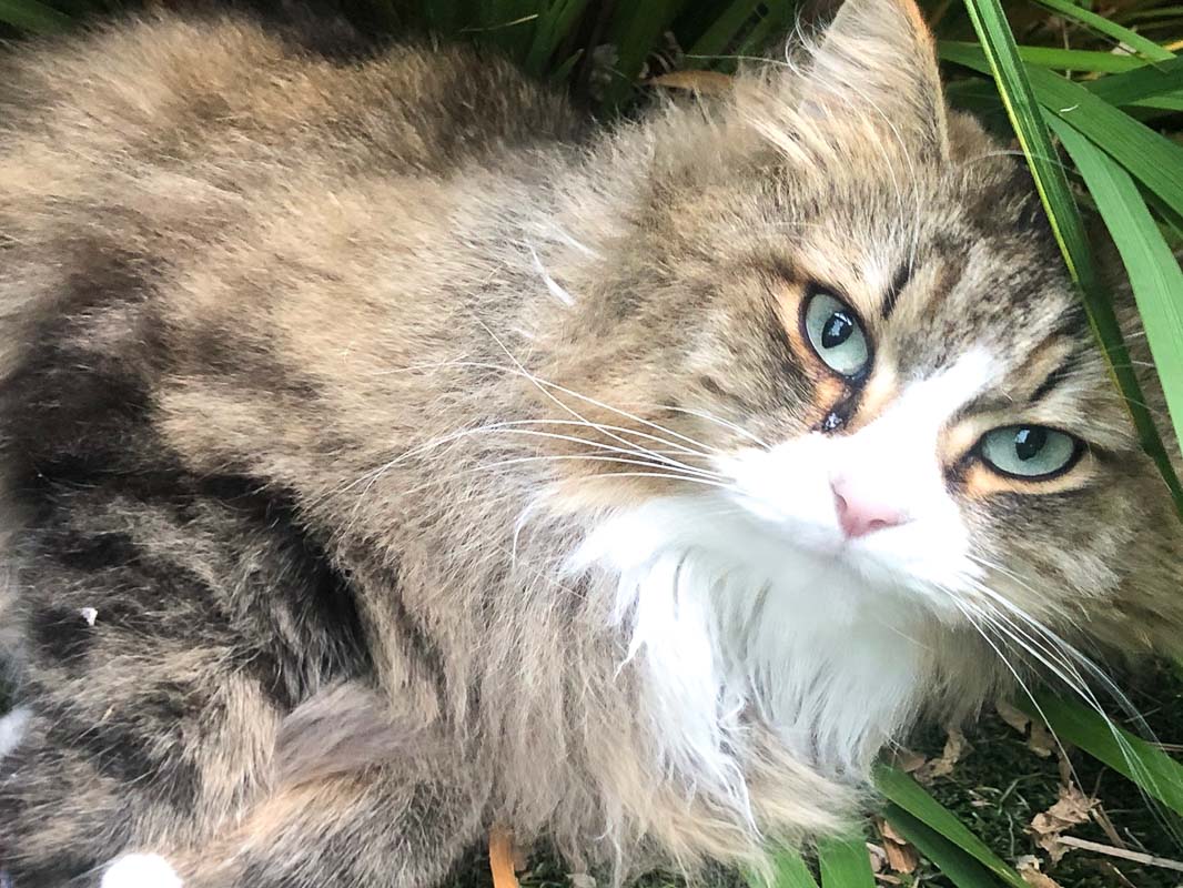 black smoke siberian forest cat