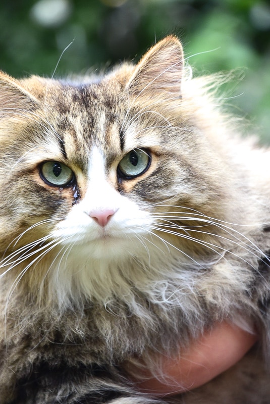 16 Best Disney Cat Names You'll Love 21 siberian tabby cat up close face shot 2