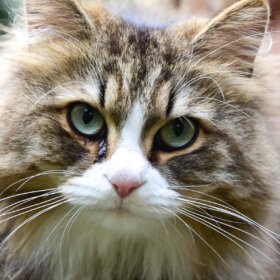 Getting a Cat - What you need to know