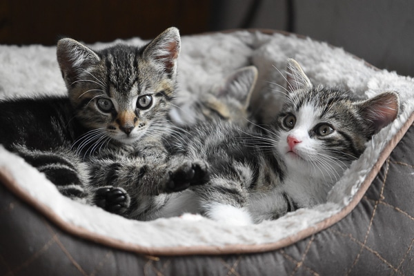 two kittens in a cat bed