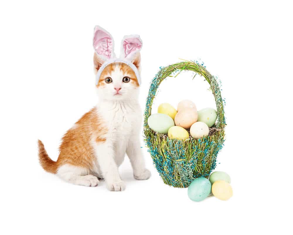 An adorable little kitten wearing Easter Bunny ears sitting next to a pretty straw basket filled with colorful eggs