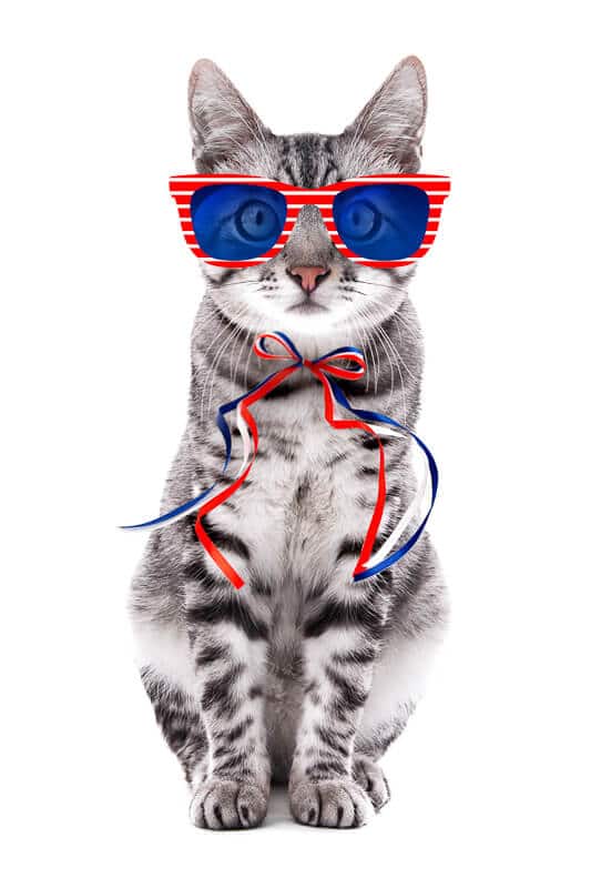 103 Latest Cat Statistics (2022) Cat Ownership, Breeds and More 5 Cute cat with sunglasses and bow on white background. USA holida