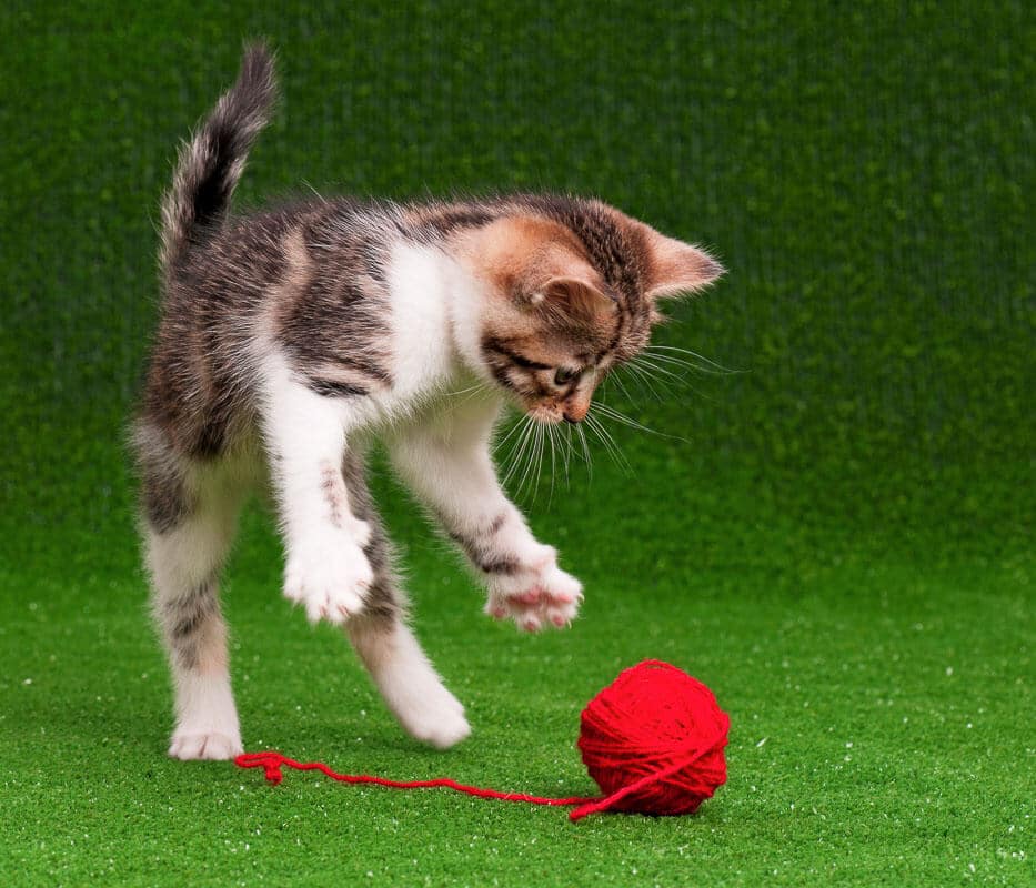 Cute kitten playing red clew of thread on artificial green grass