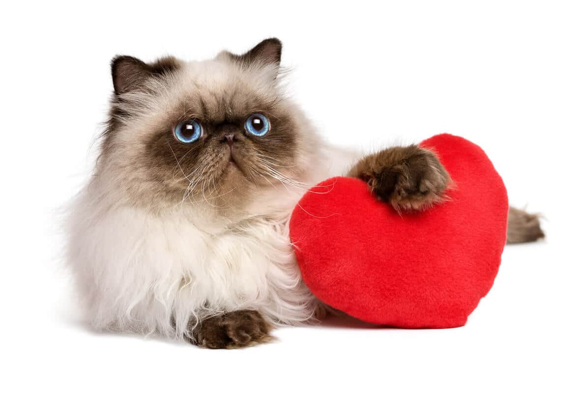 Lover Valentine Persian Color-point cat with a red heart.