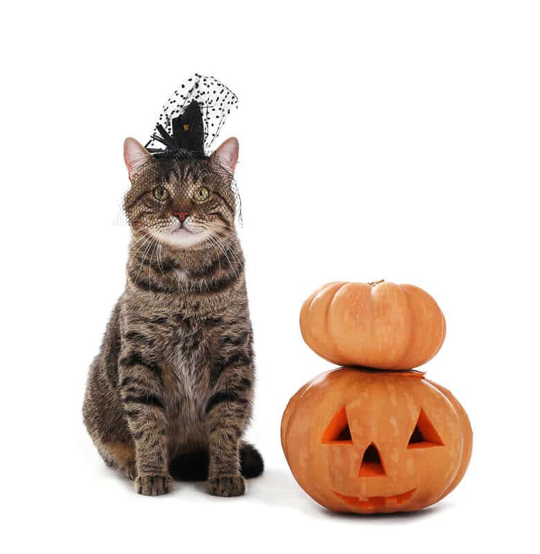 Cute tabby cat with witch hat and Halloween pumpkin on white background