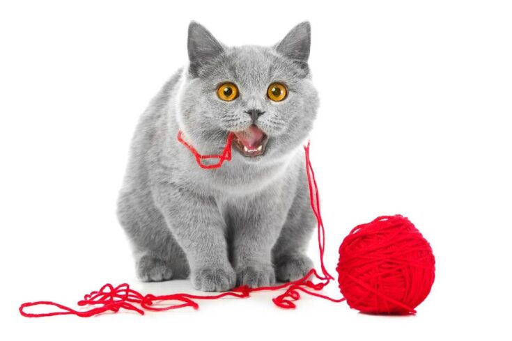 Depositphotos 7089408 l 2Studio portrait of playful cute young British blue cat chewing red ball of threads with great appetite on isolated white015