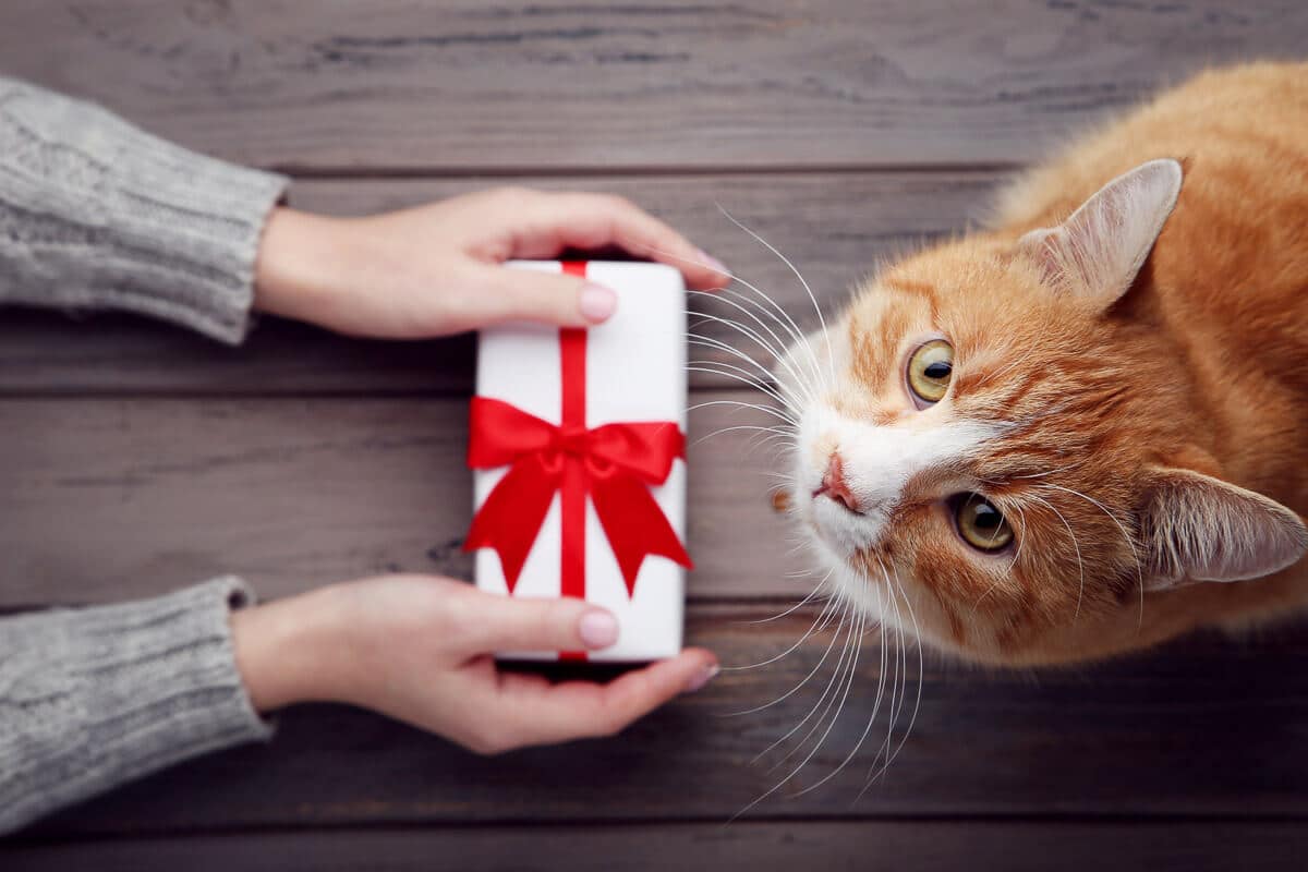 cat for gift