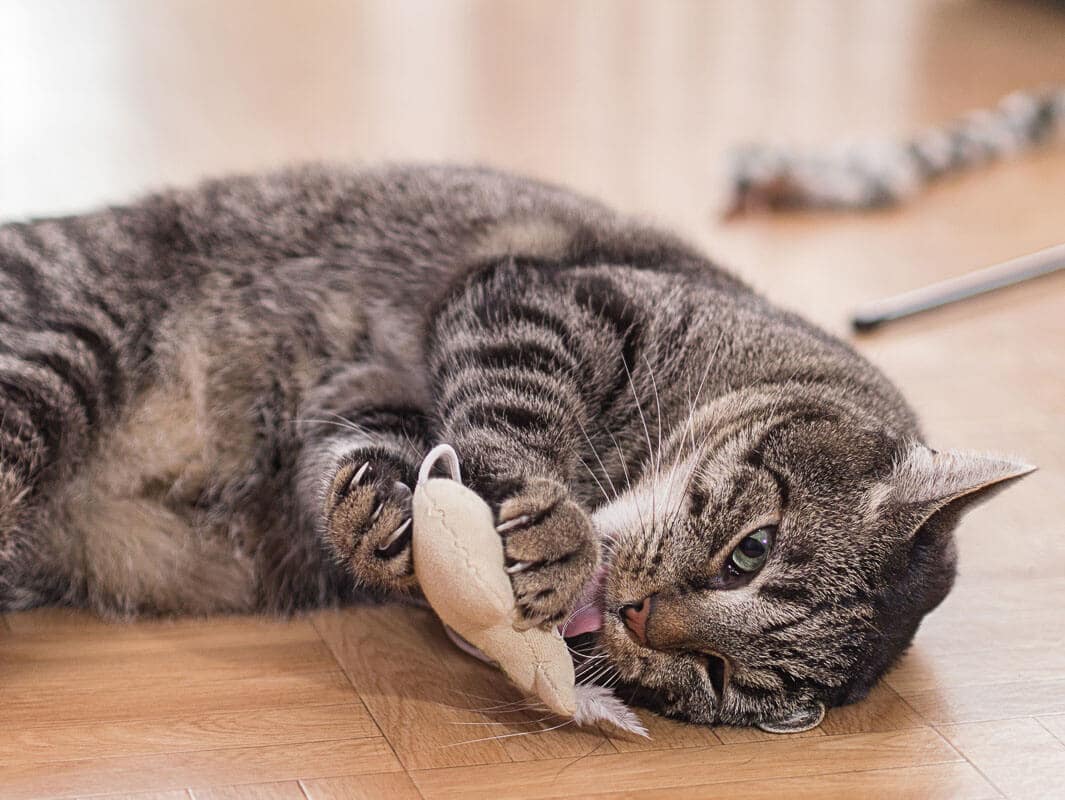 Grey tabby plays with plush mouse
