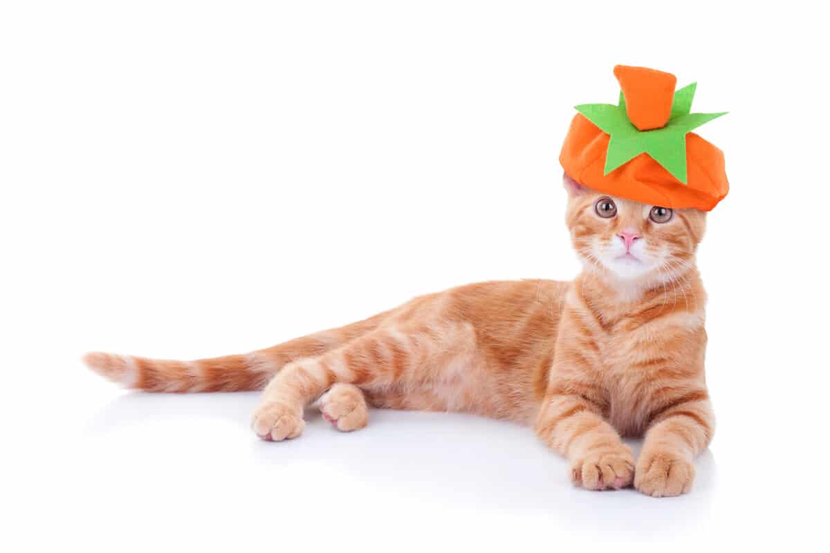 Halloween or Thanksgiving pumpkin cat kitten 1