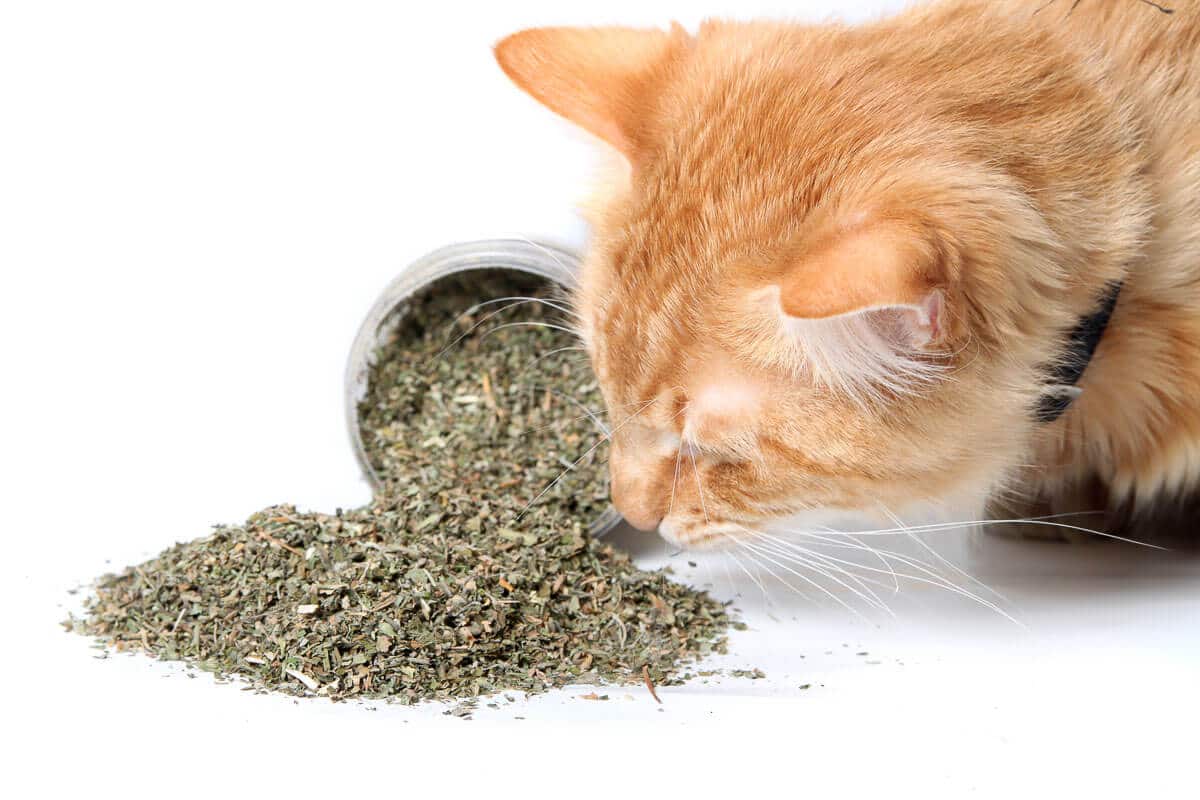 Orange cat smelling dried catnip spilled over from container on white background
