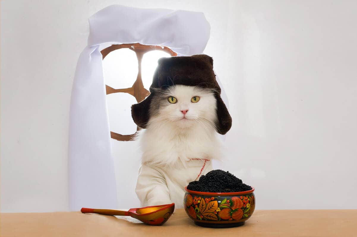 103 Latest Cat Statistics (2022) Cat Ownership, Breeds and More 31 Russian cat eats caviar