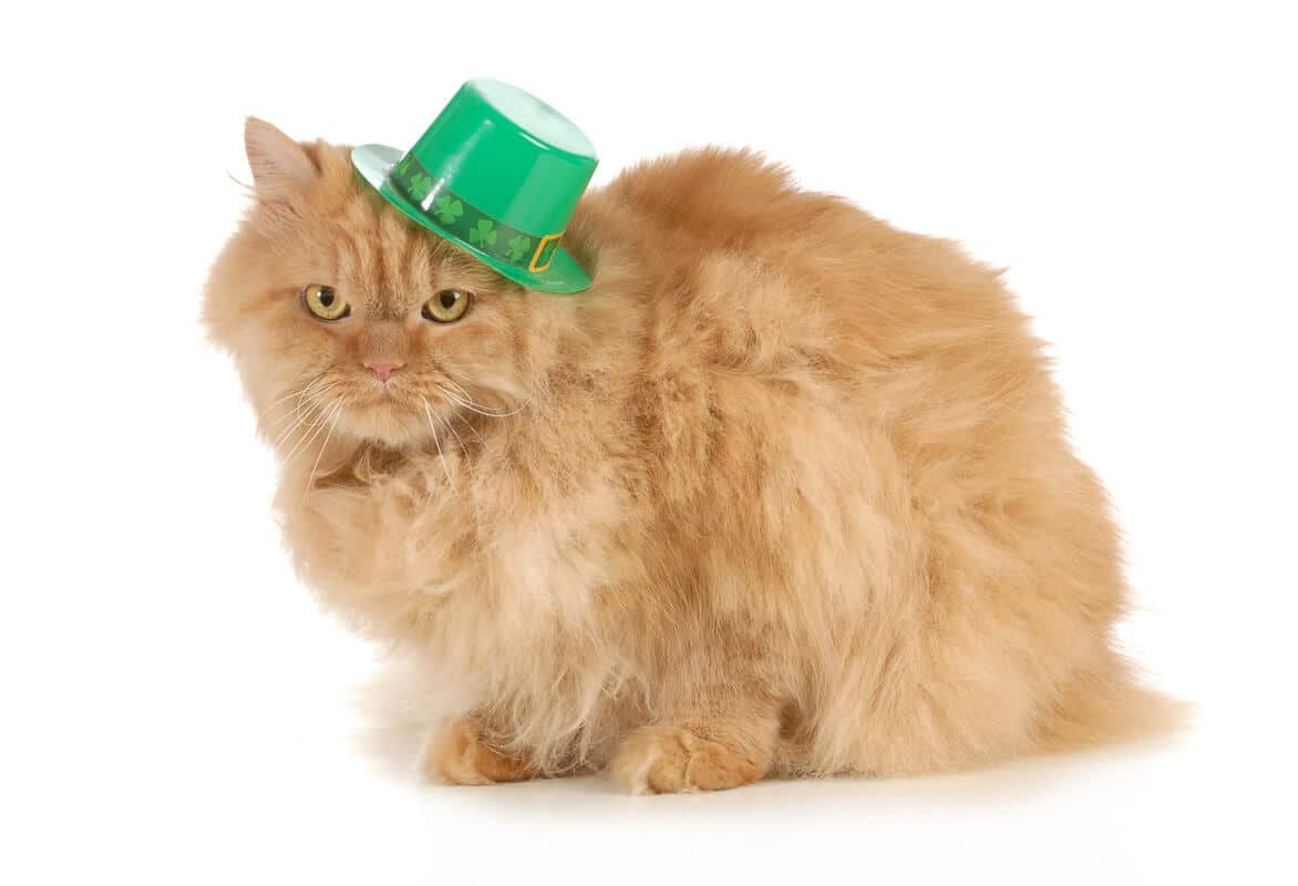 St Patricks Day cat looking at viewer isolated on white background 1