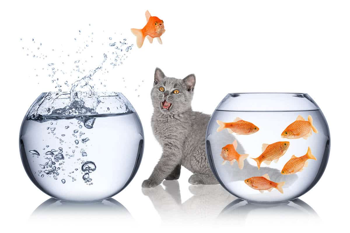 Un chat étonné regarde un poisson doré sauter d'un vase à poisson à un autre.