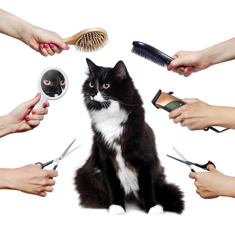 Balck And White Cat With Grooming Products 