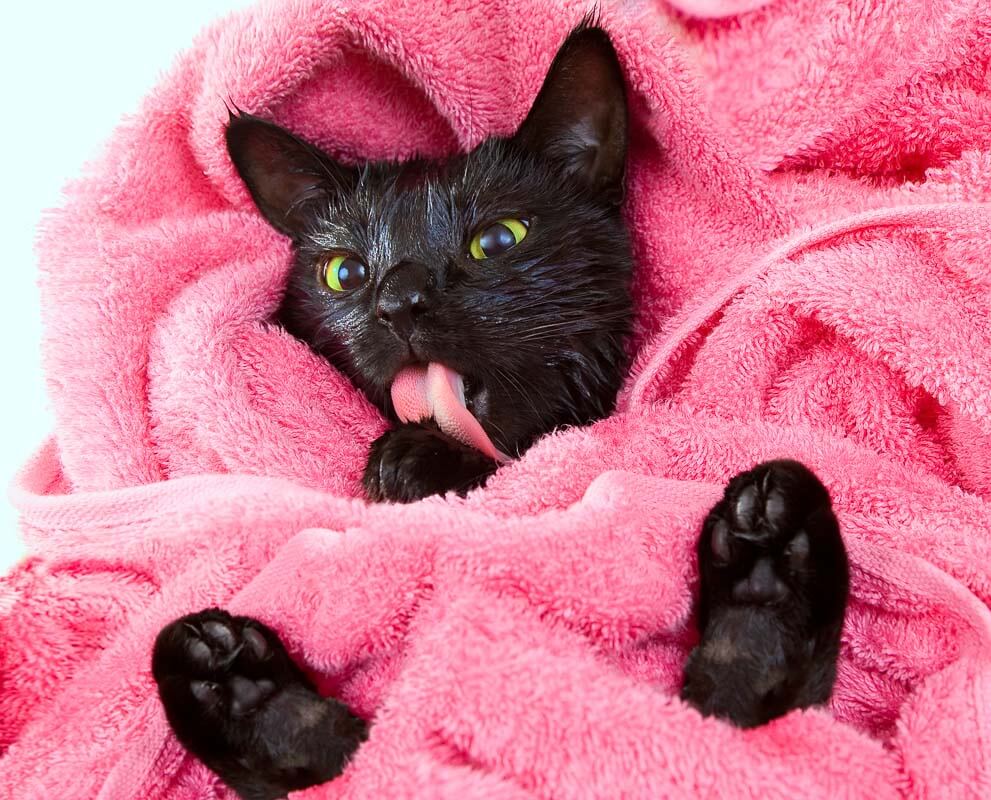 Cute black soggy cat licking after a bath, drying off with a towel