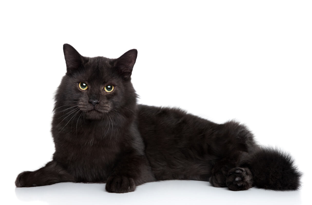 50+ Awesome Names for Black Cats you'll Love 13 Black Siberian cat lying on a white background. Studio shoot