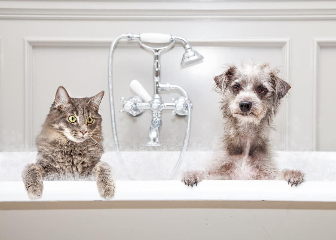 Gray color cat and dog sitting together in a luxury tub in an upscale bathroom
