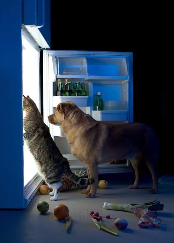 Cat and dog looking for meat in the refrigerator