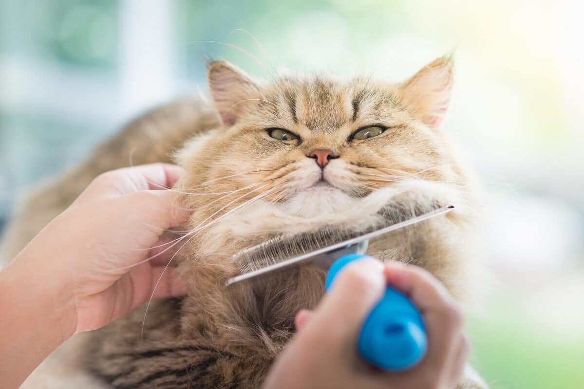 Brosse-peigne utilisée sous le menton d'un chat persan.