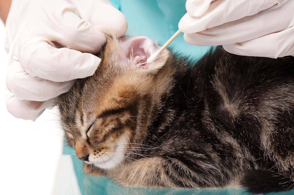 Veterinarian cleans ears to a small kitten close-up