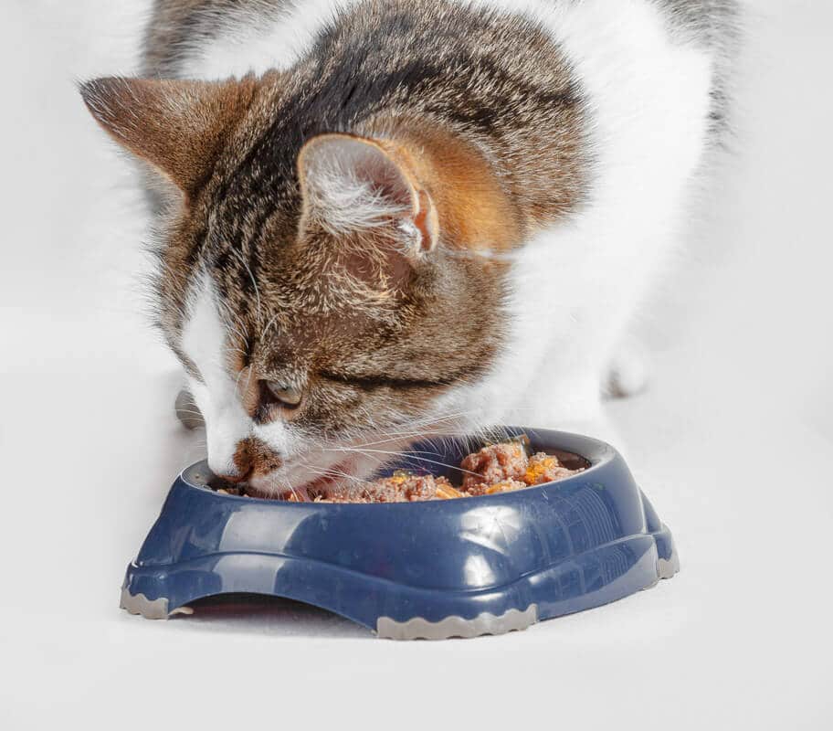 hungry cat eating from the food bowl