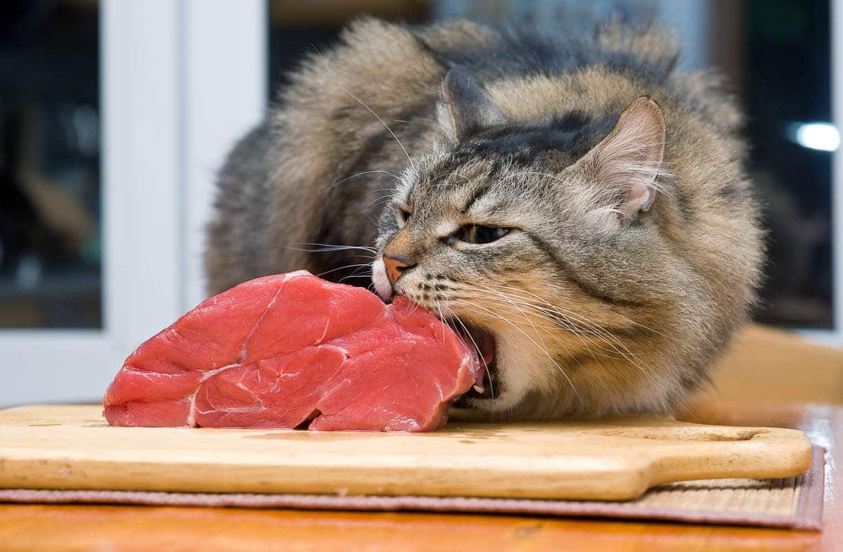 Cat eating piece of meat from the kitchen table