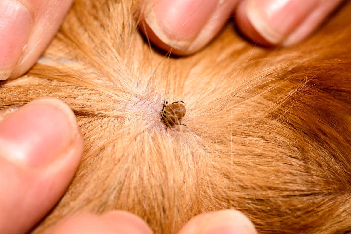 Flea in pet hair.